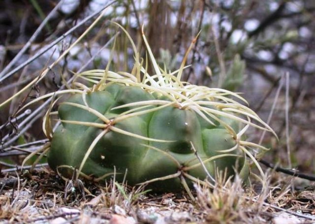 Gymnocalycium